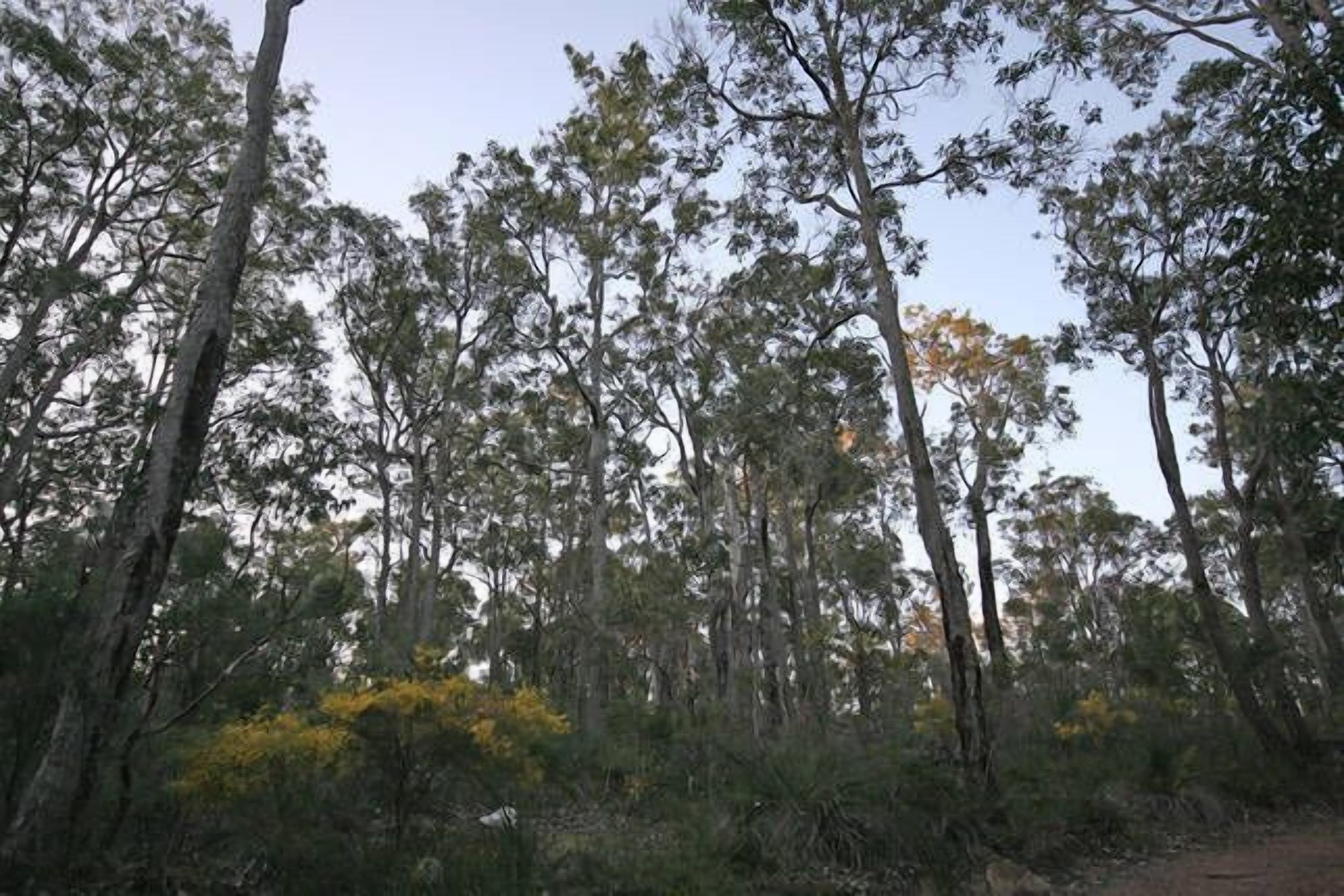 Tree Change Yallingup Hayes Road — image 11