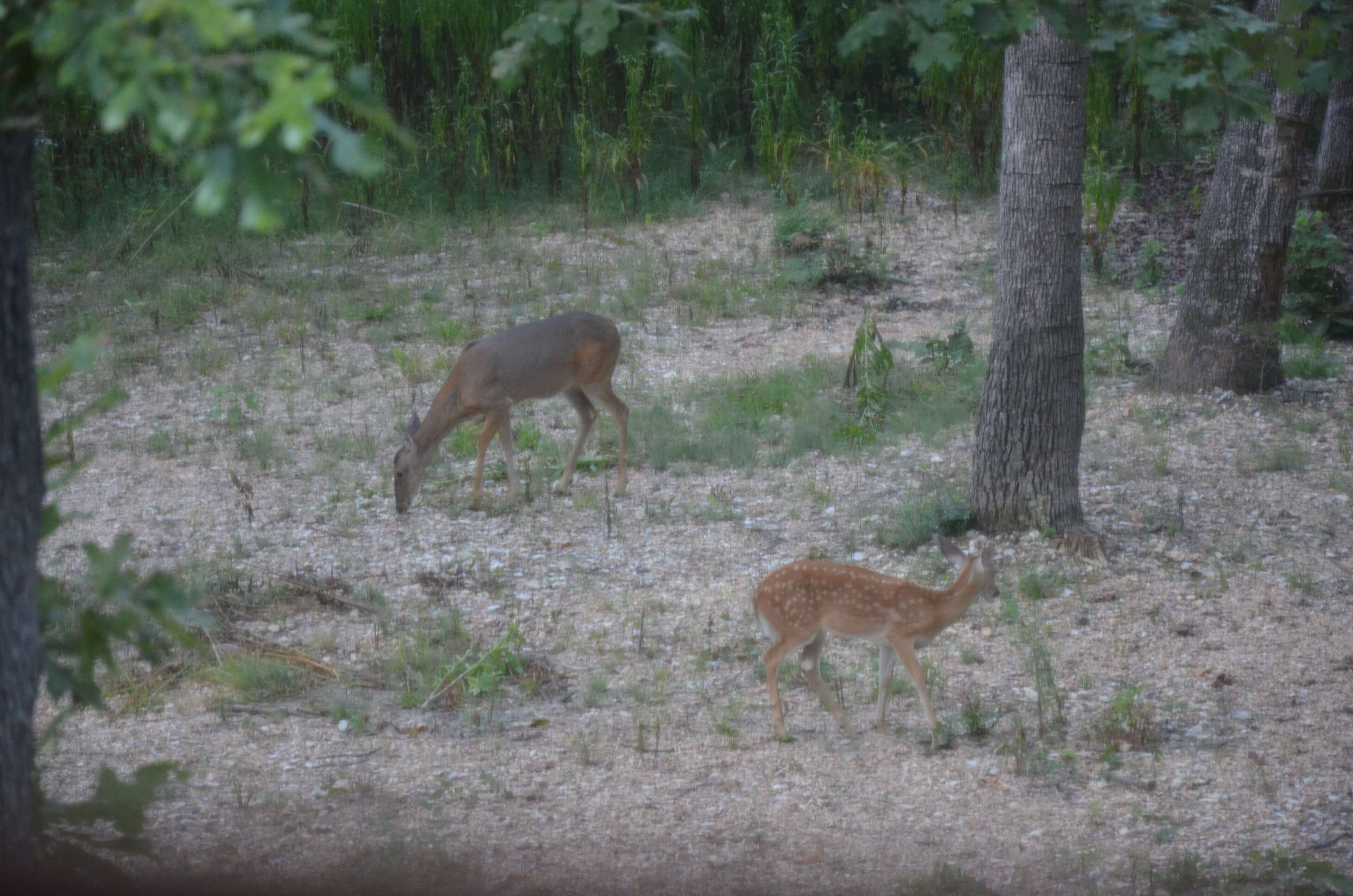 A forested area with two deer, one adult and one juvenile, grazing.