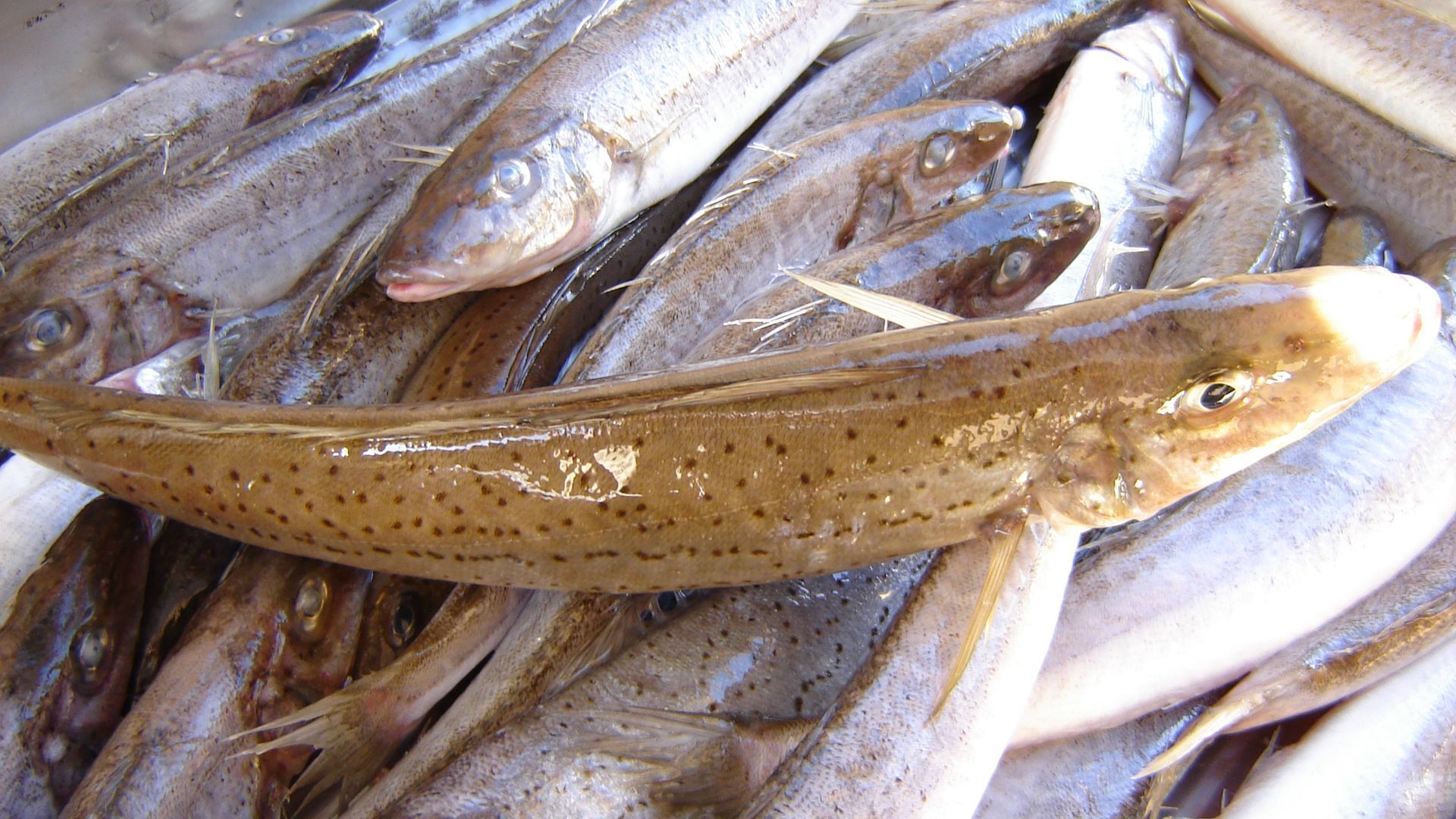 Stansbury Villas Unit 1 Relax and Explore — image 3