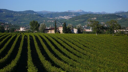 Family fun in the vineyards of Valpolicella