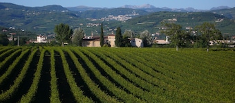 Family fun in the vineyards of Valpolicella