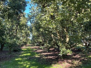 Property grounds - Peaceful Orchard Location - only 15 mins from Tauranga (Omanawa)