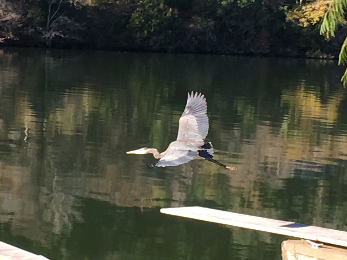 Photo 14 of Family Staycation Paradise -Lake Austin Waterfront:Volleyball, Kayaks, Hiking