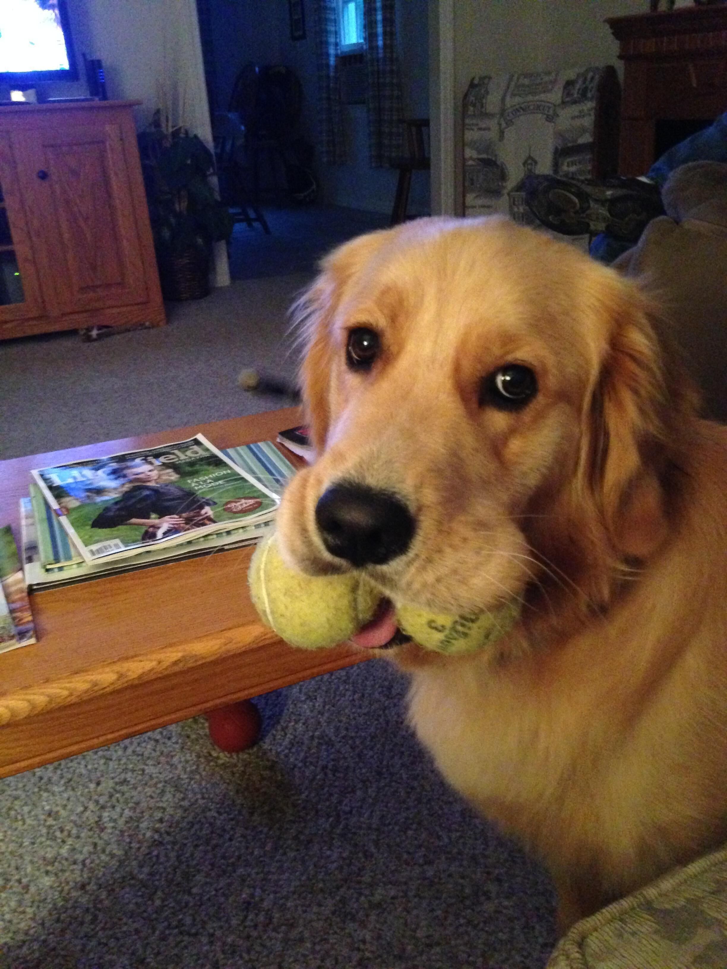 Un chien tenant une balle de tennis dans un salon, avec une table basse en bois, un magazine et un téléviseur en arrière-plan.