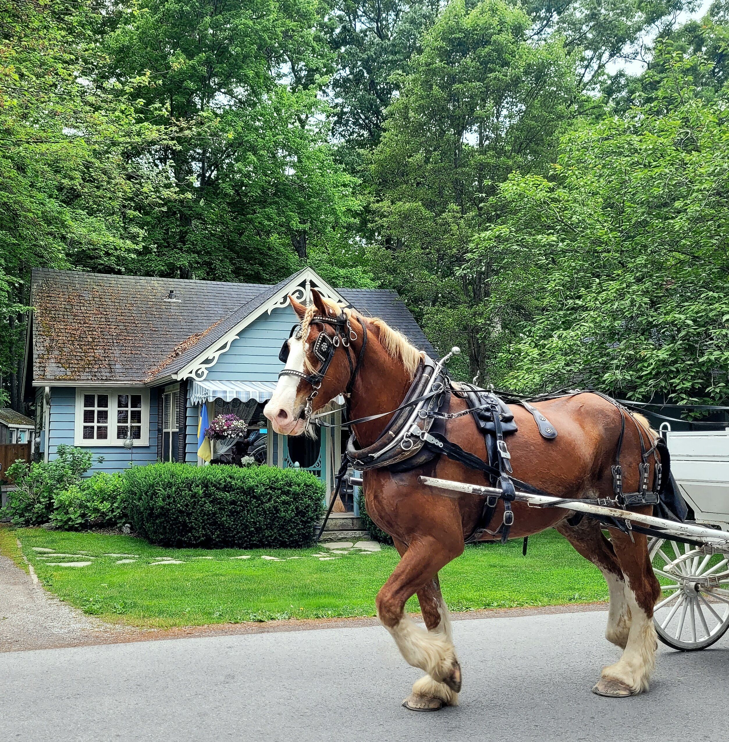 "Flying Cloud Cottage" ~ Cozy Hideaway on the Woods ~ Near Lake Ontario