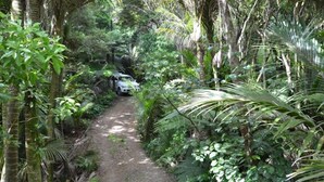 Un étroit sentier de terre, bordé d’une végétation tropicale luxuriante.