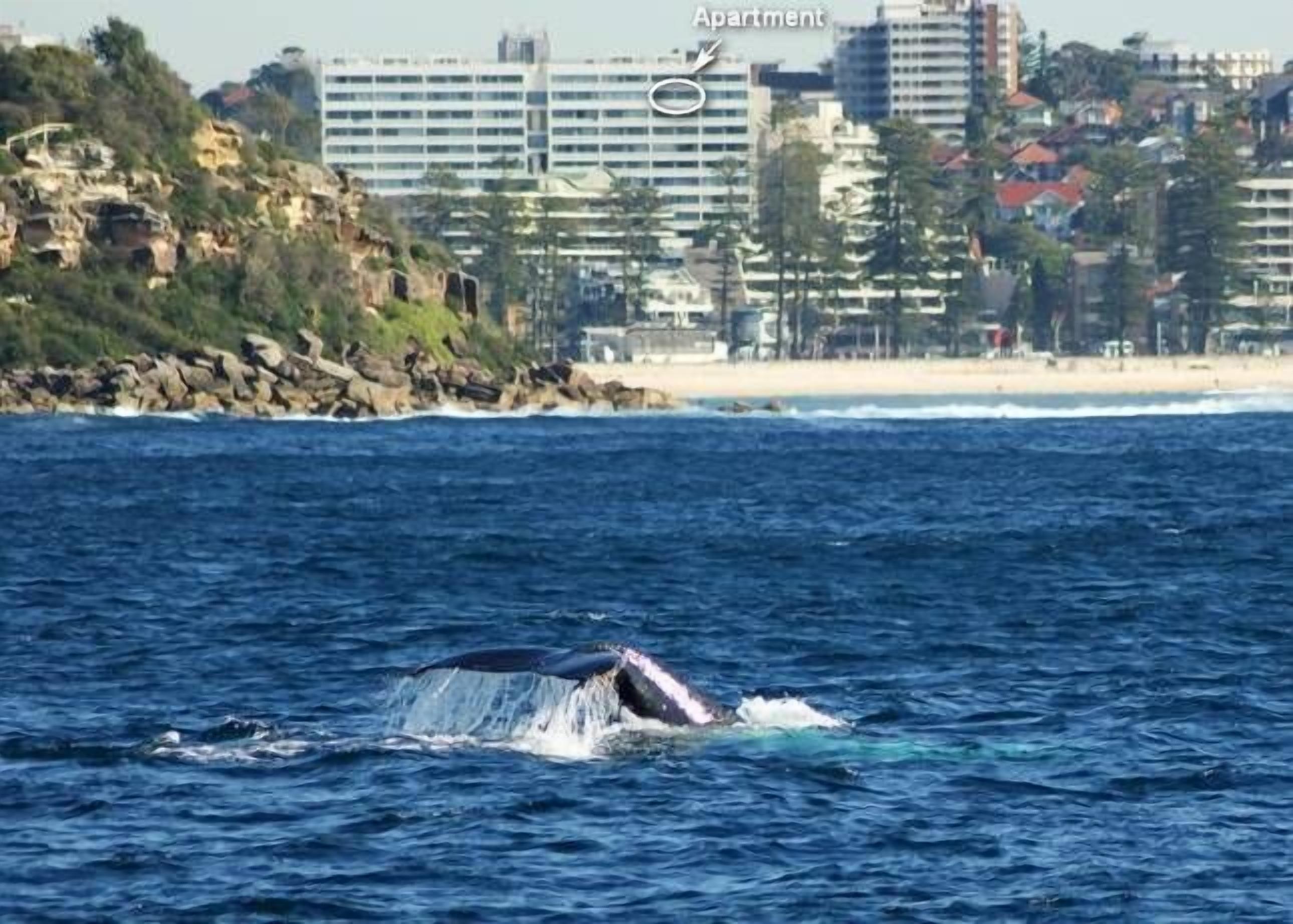 Manly Seaside Bliss 1 br apartment fabulous views — image 20