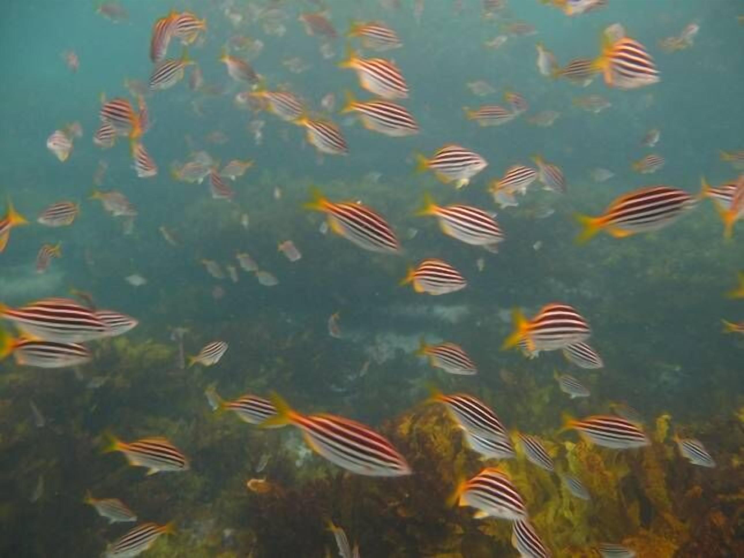 Manly Seaside Bliss 1 br apartment fabulous views — image 14