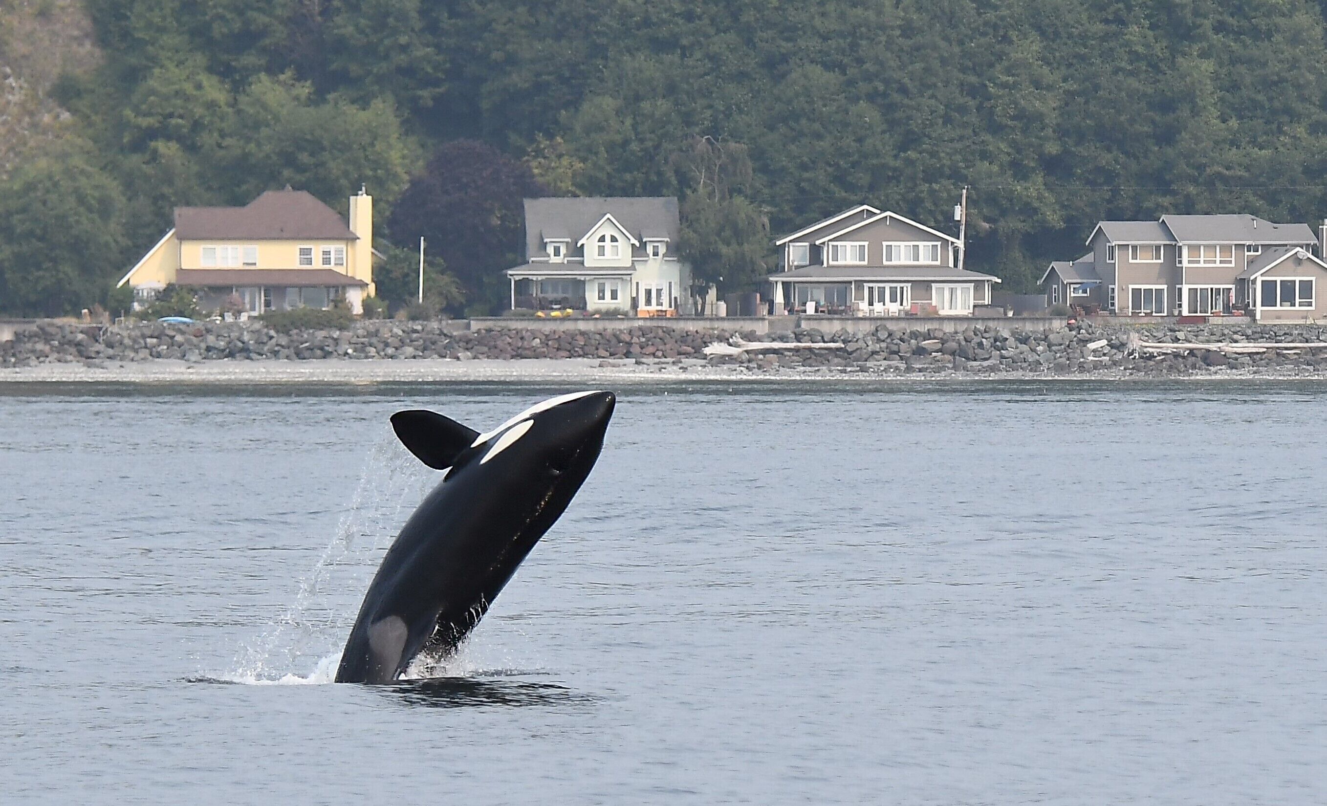 Orca in Cultus Bay. House in background. Photo credit Erin Gless