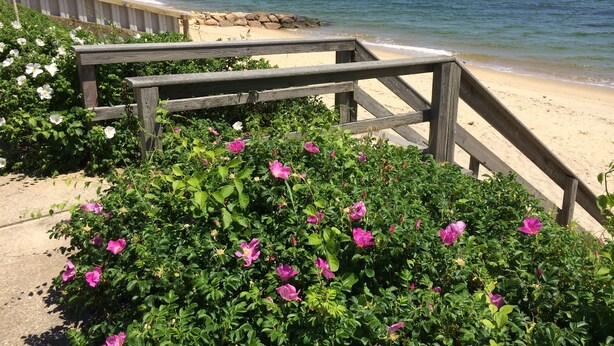 A wooden walkway leading to a beach with pink flowers in the foreground.