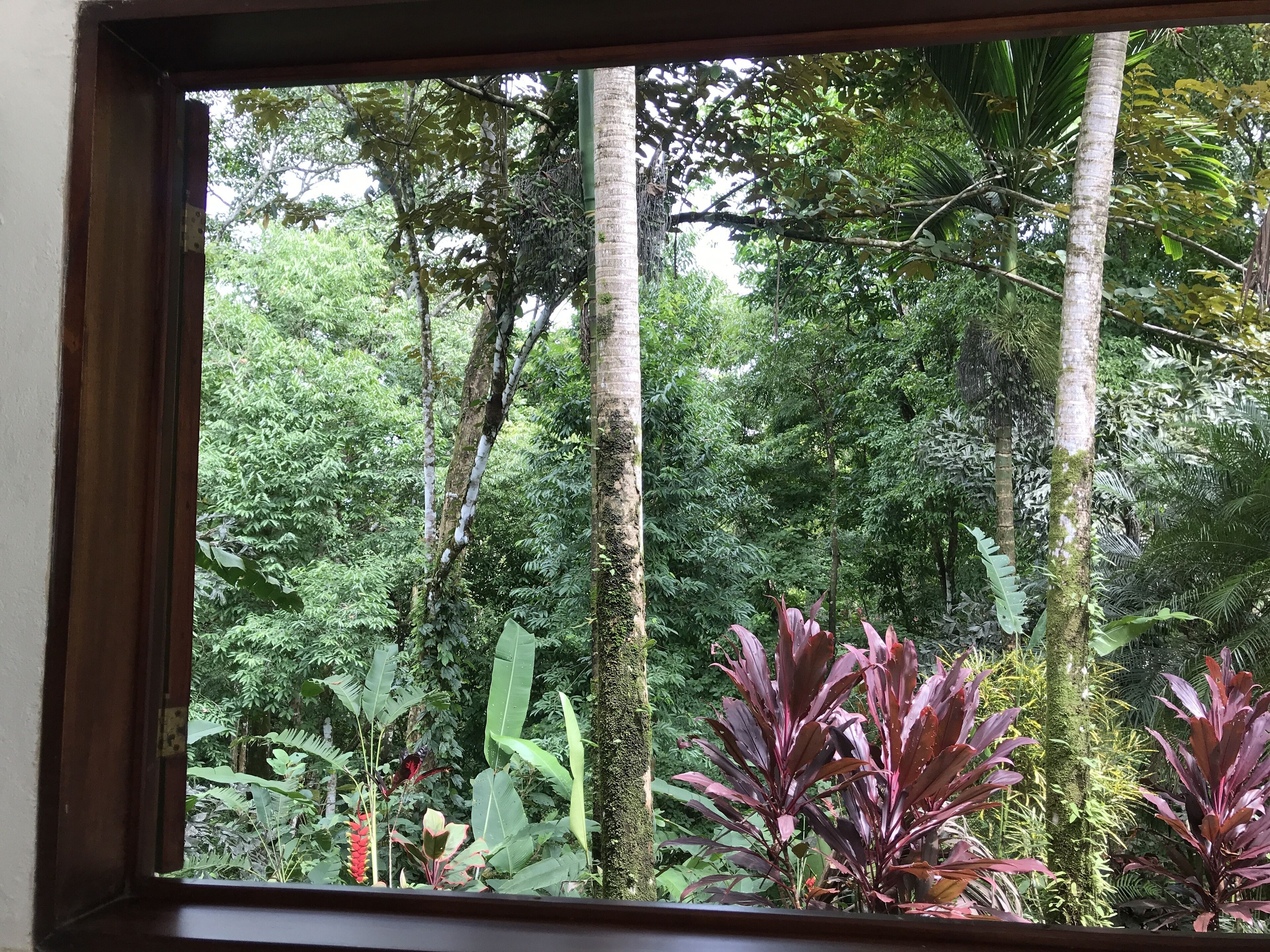 Blick aus dem Fenster auf einen üppigen Wald mit hohen Bäumen und vielfältiger Vegetation.