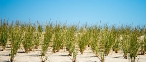 A sandy beach with green grass-like vegetation.
