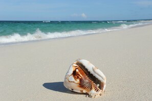 Concha na praia arenosa, com o oceano ao fundo.