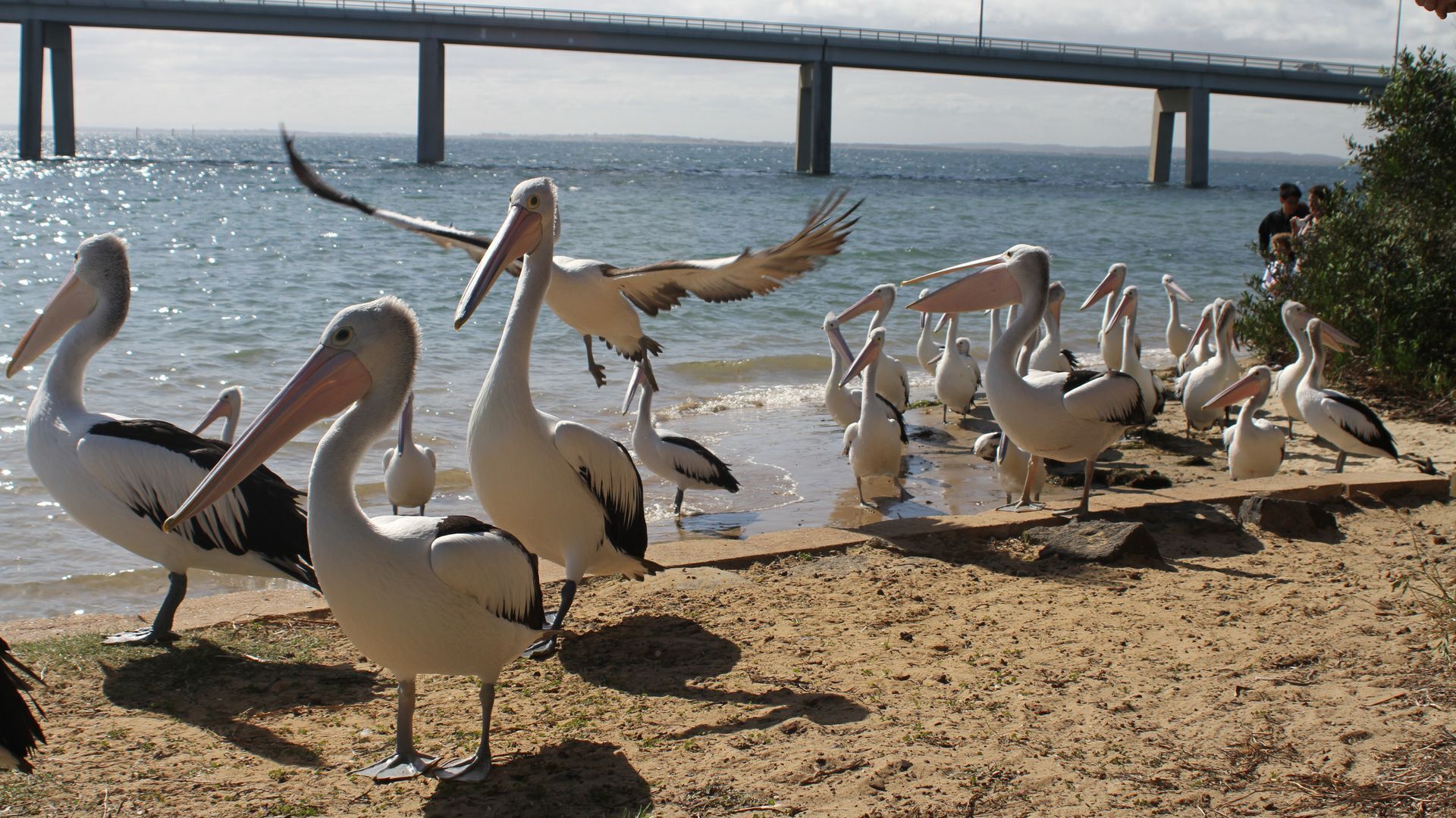 A group of pelicans on a sandy beach with a bridge in the background.