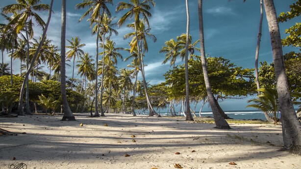 Una spiaggia con palme e vista sull'oceano.