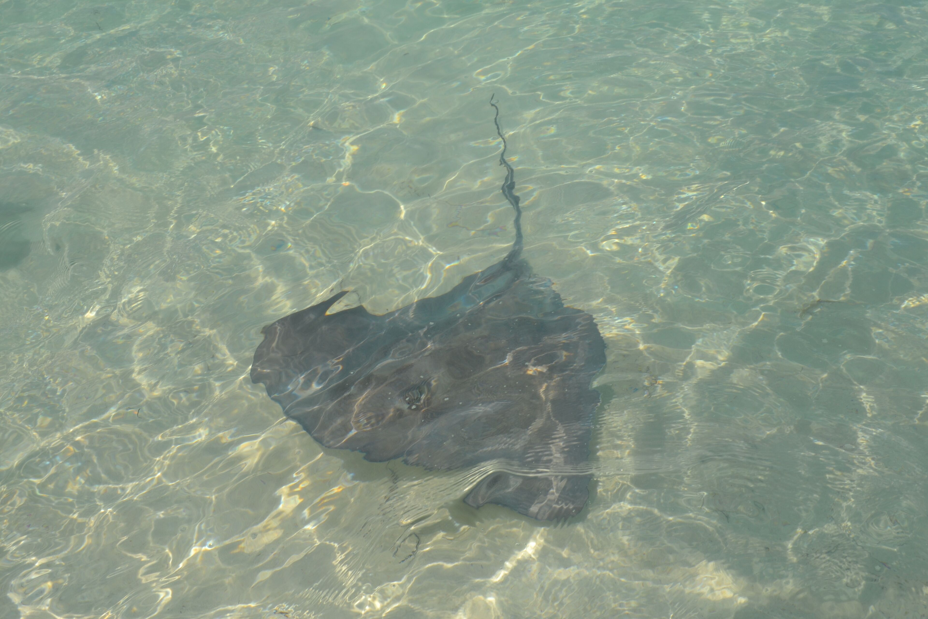 A stingray in clear shallow water.