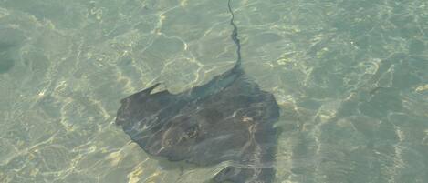 A stingray in clear shallow water.