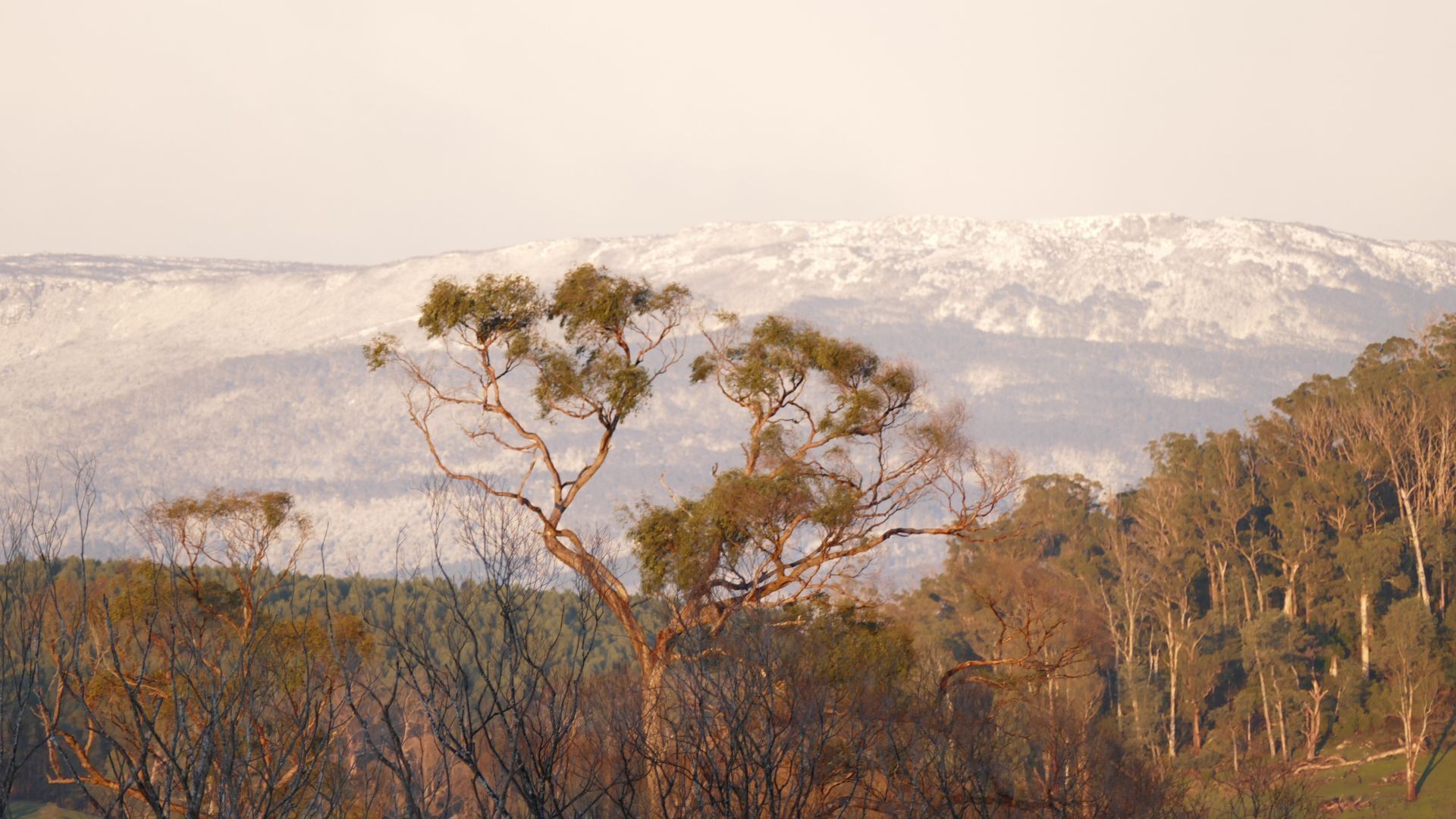 Silverbirch Cottage. — image 10