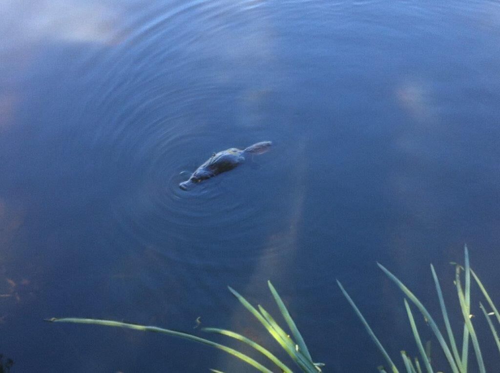 Silverbirch Cottage. — image 7