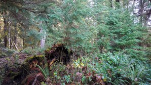 A dense forest with a variety of trees and ferns. - Emerald Room At Forest House (Pre-packed Breakfast Inc., 1mile from Mt Rainier) (Ashford)