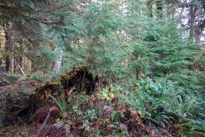 Miscellaneous - Emerald Room At Forest House (Pre-packed Breakfast Inc., 1mile from Mt Rainier) (Ashford)