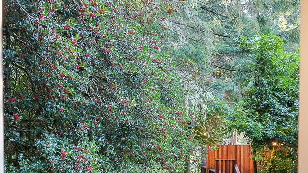 A wooden deck leading to a covered area with a view of a forested area. - Emerald Room At Forest House (Pre-packed Breakfast Inc., 1mile from Mt Rainier) (Ashford)