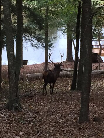 Red stag bull view from Hunters Cabin.