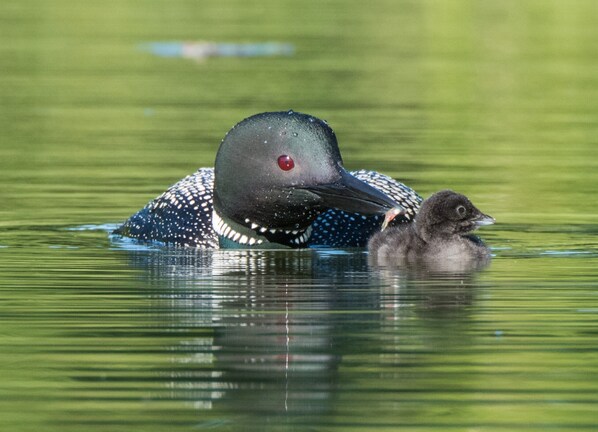 A loon with its chick in a body of water. - Family Fun...Lake Home,Kayaks,SUP.Pontoon Paddle Boat,Free WiF & Direct TV (Lewiston)