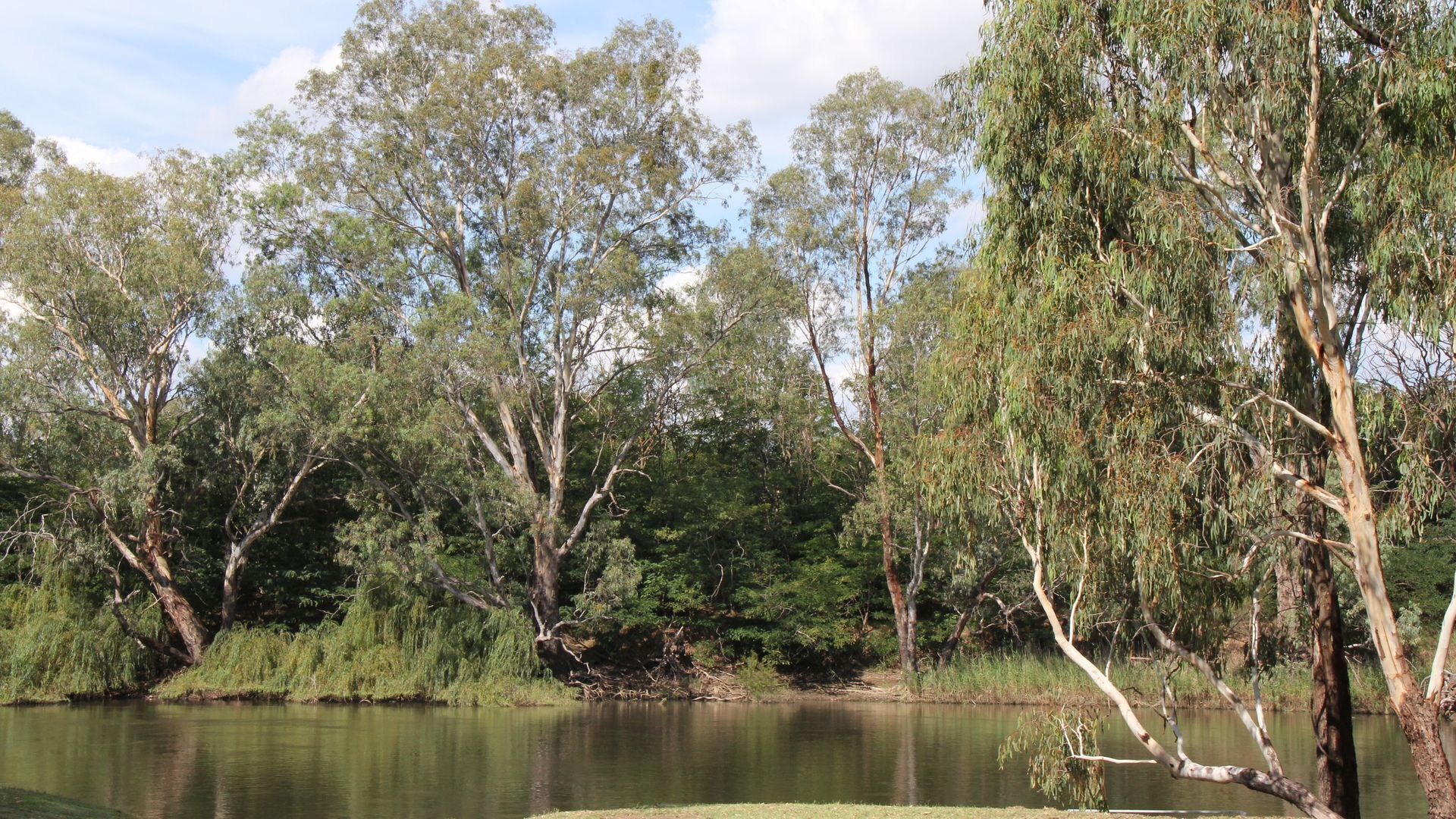 A tranquil riverside setting with dense foliage and a calm water body.