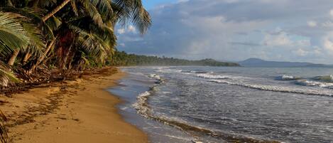 A beach with palm trees and waves.