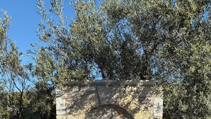 Una estructura de piedra con un arco, posiblemente un monumento histórico o conmemorativo, rodeada de olivos y un cielo despejado.