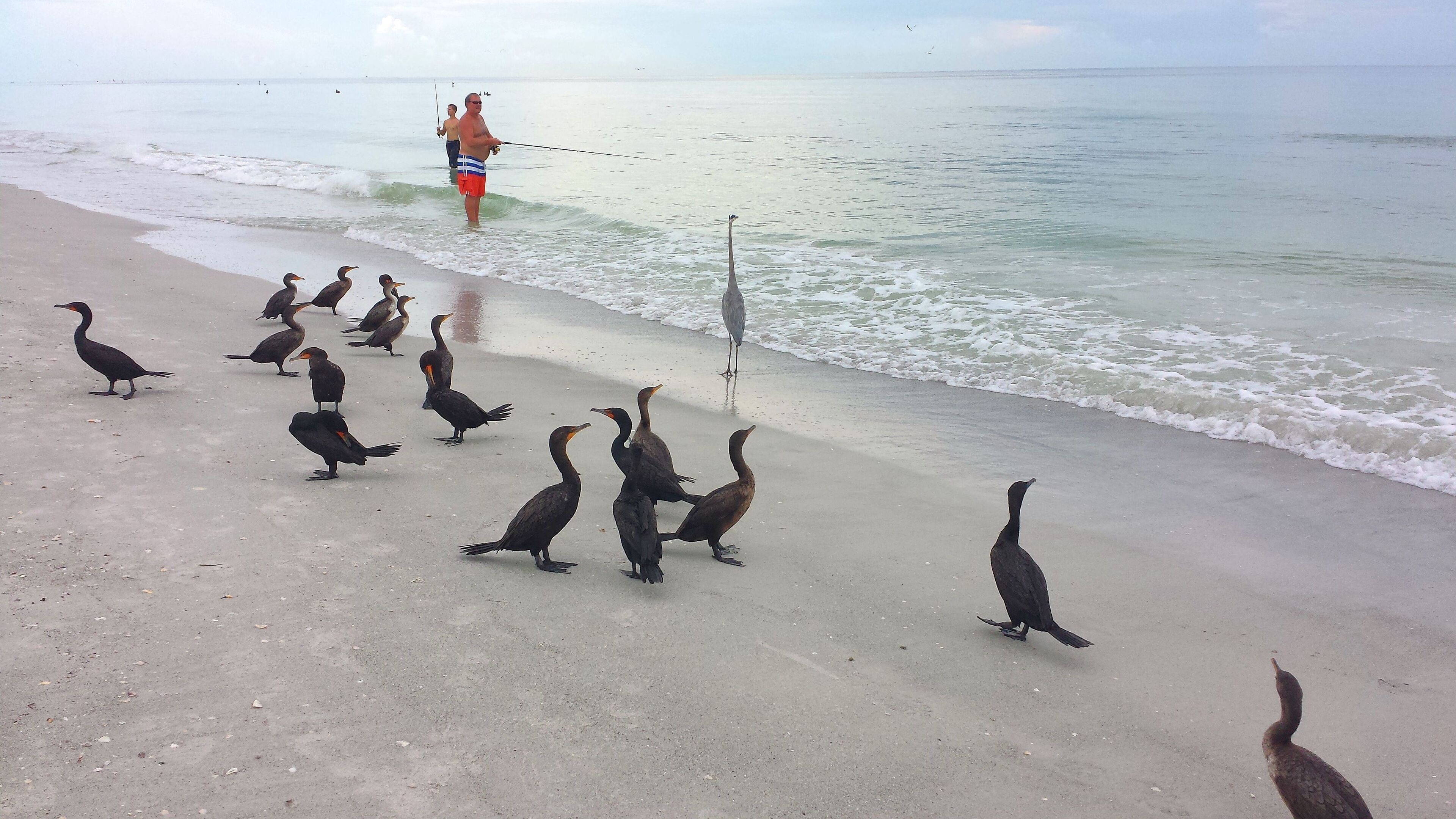 Sun loungers, beach towels