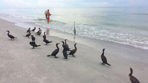 Uma praia com pessoas pescando e várias aves na areia.