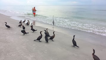 Sun loungers, beach towels