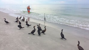 Sun-loungers, beach towels