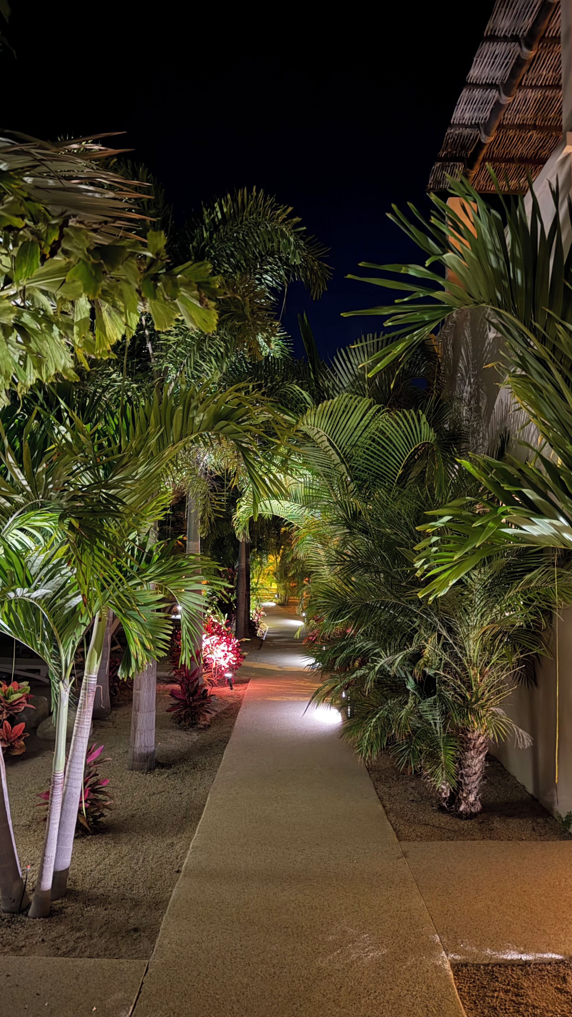A nighttime pathway flanked by lush tropical plants leading to a building with a thatched roof.