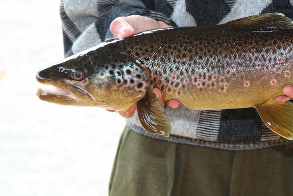 Une personne tenant un poisson.