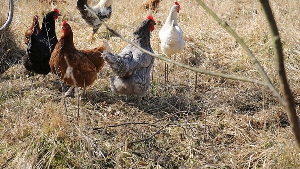 Eine Gruppe Hühner in einem trockenen, grasbewachsenen Feld.