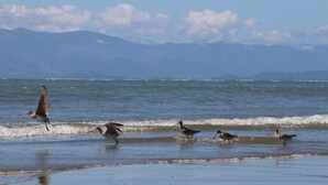 A beach with birds near the water and mountains in the background.