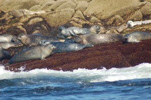 Ulkopuoli