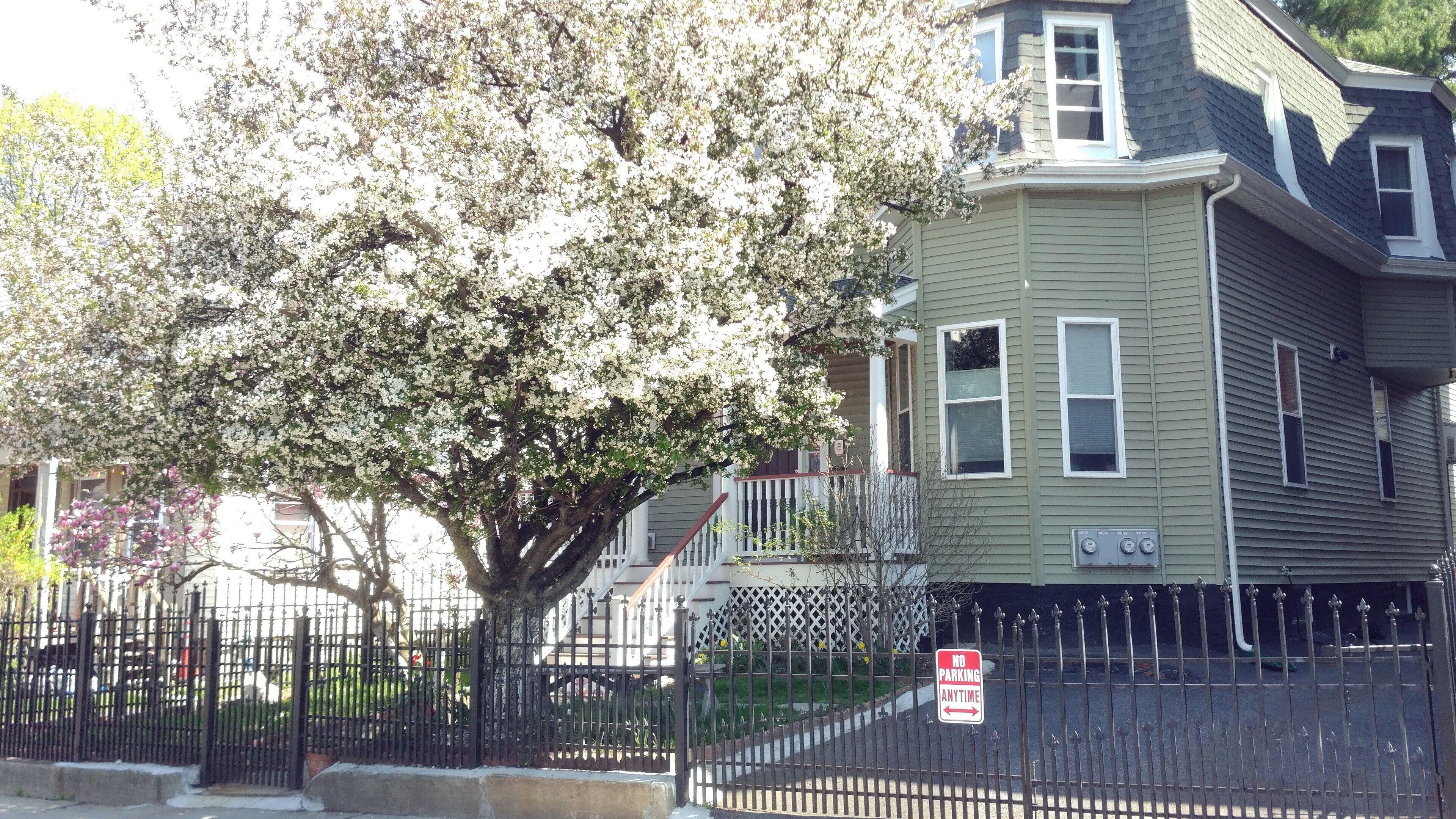 Jamaica Plain's Egleston Square 2 Bed With Central Air, Parking, Laundry & WiFi