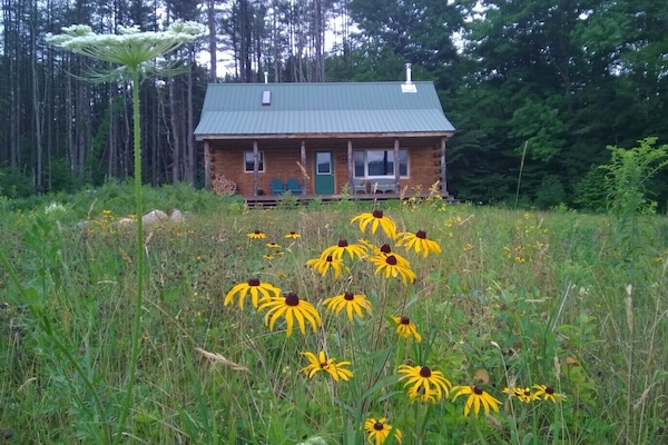 Summer time brown-eyed susans surround the cabin