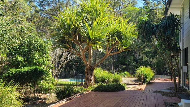 A garden with a pathway leading to a building.