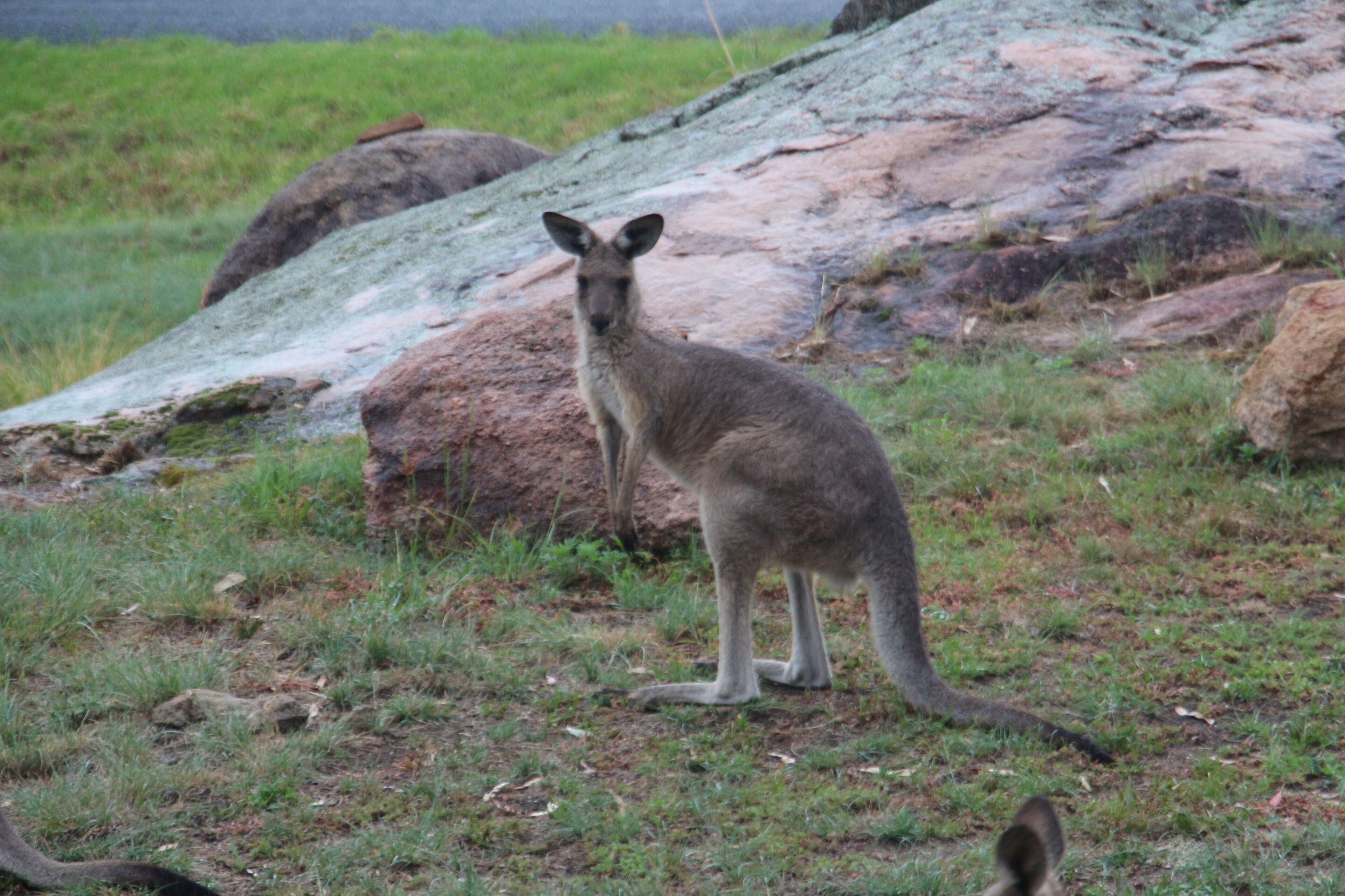 A kangaroo standing on a grassy area with rocks and a fallen tree in the background.