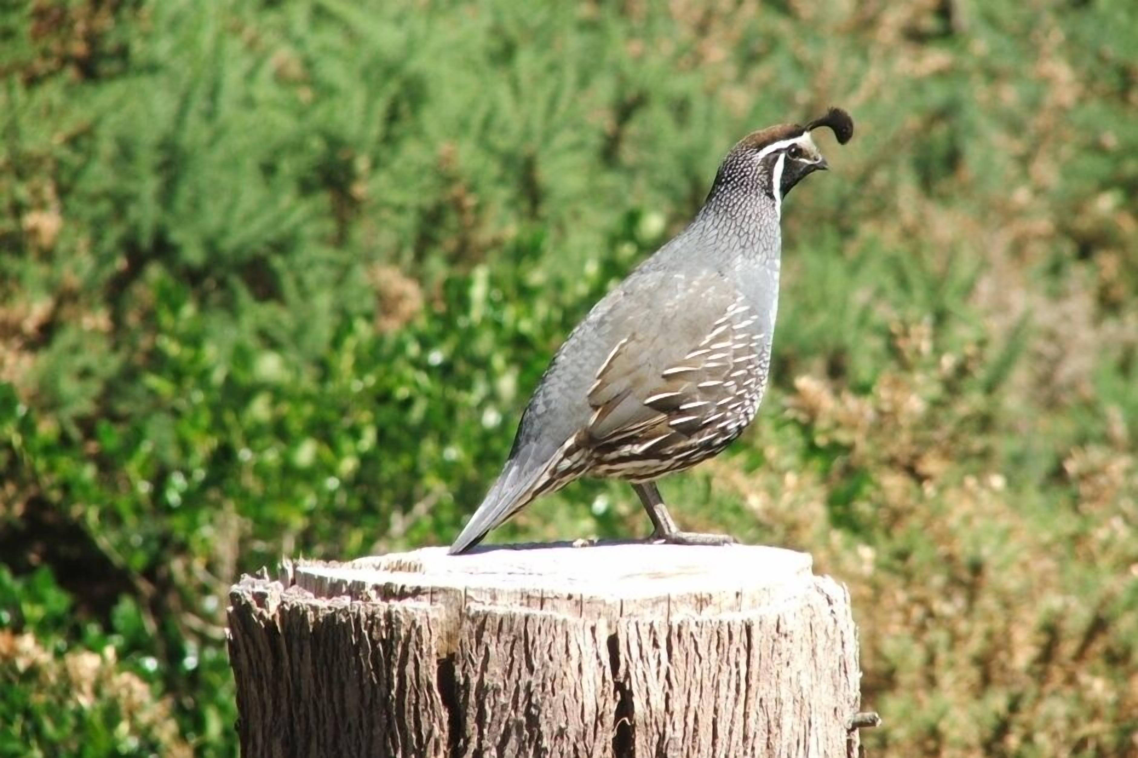 A bird standing on a tree stump.