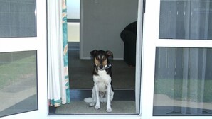 Un perro sentado en la entrada de una habitación con vista a un edificio.