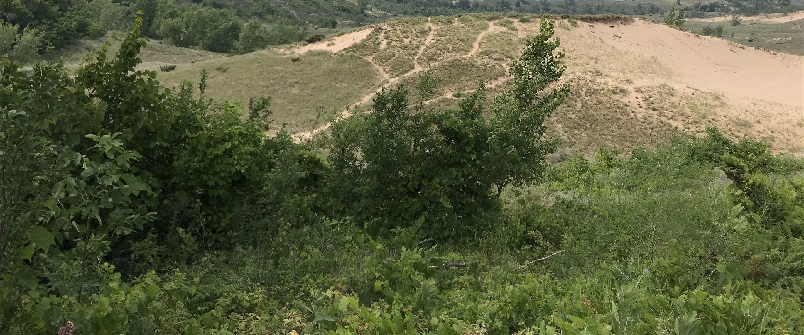 Eine hügelige Landschaft mit dichter Vegetation im Vordergrund und einem Feldweg, der den Hügel hinaufführt.