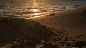 A beach with a sunset over the ocean, sandy shore, and some vegetation in the foreground.