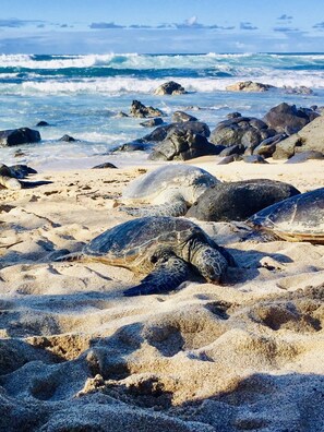 Plage à proximité, serviettes de plage