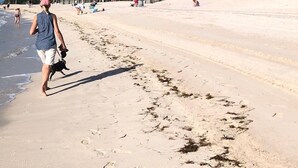 Una playa con cielo despejado, palmeras y gente caminando.